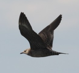 Long-tailed Jaeger