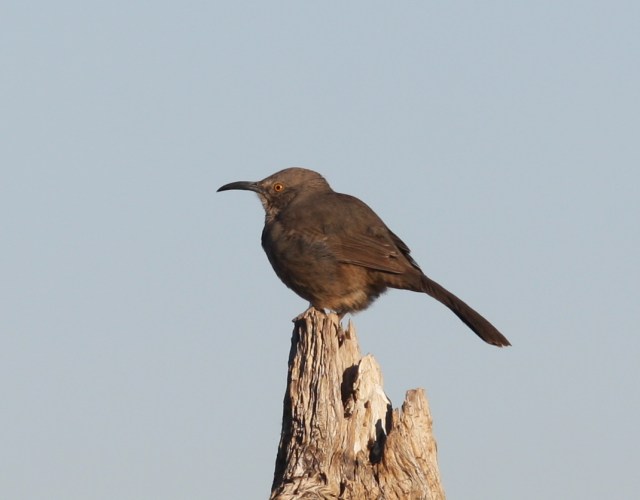 Curve-billed Thrasher