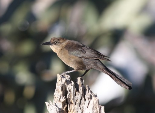 Great-tailed Grackle