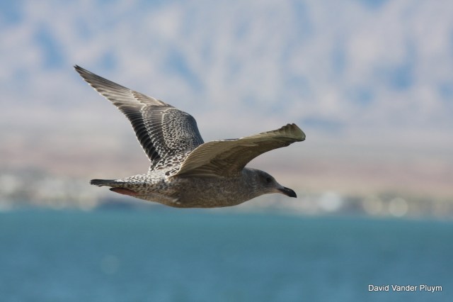 Note the thick bill, overall brown plumage, and pale inner primaries on this migrant 1st cycle Herring Gull. Here on 9 Nov 2011 at Pittsburgh Pt, Lake Havasu. Copyright (c) 2013 David Vander Pluym