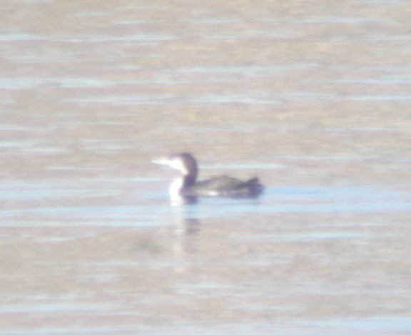 Common Loon