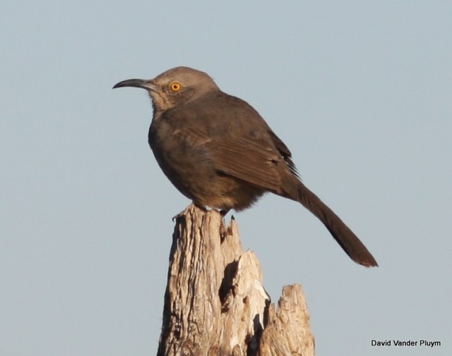 Many people are surprised to learn that Curve-billed Thrasher is actually a very rare species in the LCRV. The only individual(s) Lauren Harter and I have seen in the LCRV have been known bird(s) present at Black Meadow Landing, California. Here on 3 Feb 2011. Copyright (c) 2013 David Vander Pluym