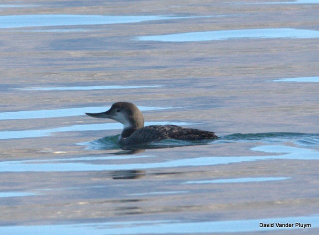 What might you think of this Common Loon with an abnormal bill, if seen in the distance? This is likely a returning bird to Lake Havasu Ca/Az here 20 Jan 2013. Copyright (c) 2013 David Vander Pluym