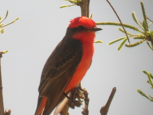 Vermilion Flycatcher
