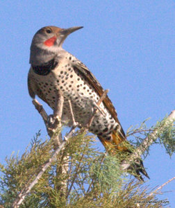 Gilded Flickers have undergone severe declines in the LCRV and are now a very rare, even in the eastern part of the Bill Williams River NWR where a few pairs remain. This individual was a great find on an AZFO field trip to the north end of Lake Havasu 26 Oct 2012 Copyright (c) 2013 David Vander Pluym
