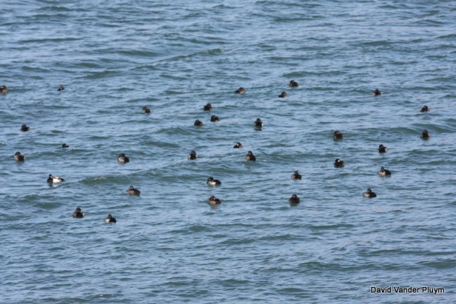33 Greater Scaup, part of a much larger flock. Numbers like this are a very recent occurrence. These were in the Bill Williams Arm of Lake Havasu LP, Az here 5 Dec 2011, where Greater is know the expected wintering species. Copyright (c) 2013 David Vander Pluym