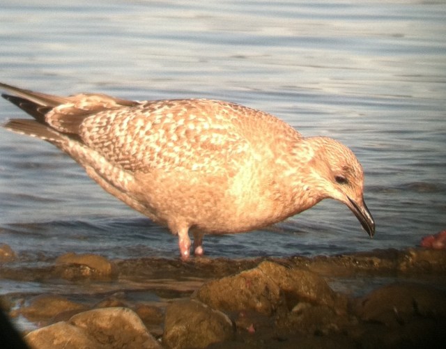 Thayer's Gull