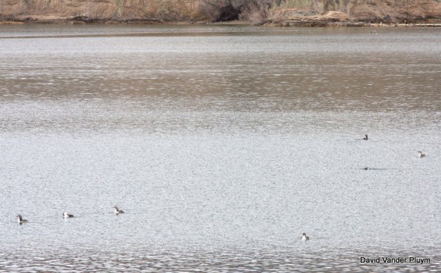 Though distant and hard to id from a blog post photo, these 7 loons are Pacific and the most I have seen together in the LCRV. Here at Site Six on 20 Feb 2013. Copyright (c) 2013 David Vander Pluym