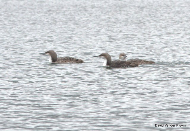 Note the nice clean neck line, rounded head, grary head/neck, and small bills on these Pacific Loons, part of a group of 7. At Site six Lake Havasu 20 Feb 2012. Copyright (c) 2013 David Vander Pluym