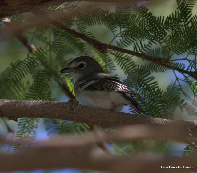 This Plumebous Vireo, though here occurring on 31 Oct 2012, this individual attempted to winter at Rotary Park Lake Havasu City. Wintering birds have clouded the status of this species in spring in the the LCRV. Copyright (c) 2013 David Vander Pluym