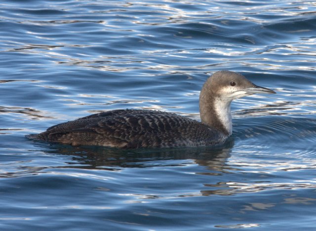 Pacific Loon