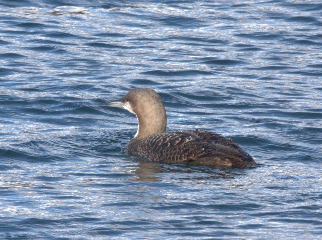 Pacific Loon