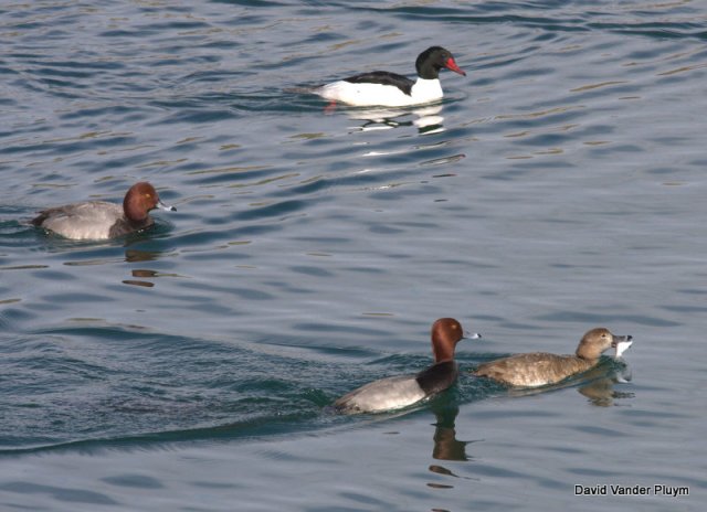 Redheads and Common Merganser not two species that typically share the same prey items. At Site Six Az 10 Feb 2013, Copyright (c) 2013 David Vander Pluym