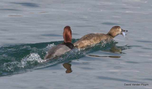 Curiously we only saw female Redheads catching fish, perhaps the males had something else on their minds? Photo taken at Site Six 10 Feb 2013 Copyright (c) 2013 David Vander Pluym