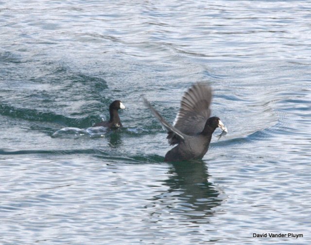 An American Coot engaged in  kleptoparasitism while the other tries to evade with the shad. Taken at Site Six AZ 10 Feb 2012 Copyright (c) 2013 David Vander Pluym