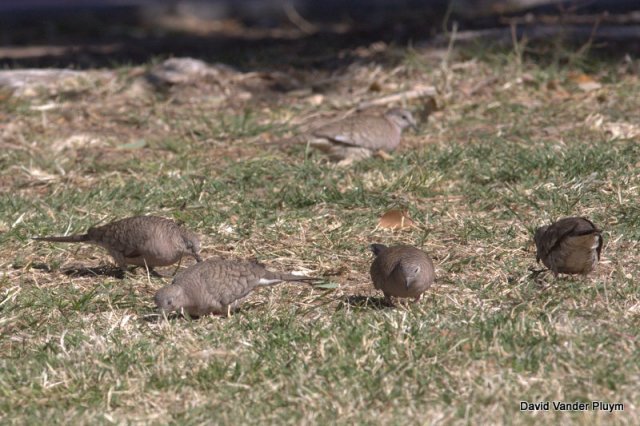 These 5 Inca Doves (part of a group of 9) at Rotary Park, Lake Havasu City on 13 Feb 2013 are currently the only known flock in the LCRV north of Parker Dam. This species in recent years have declined across much of its range in California and Arizona. Copyright (c) 2013 David Vander Pluym