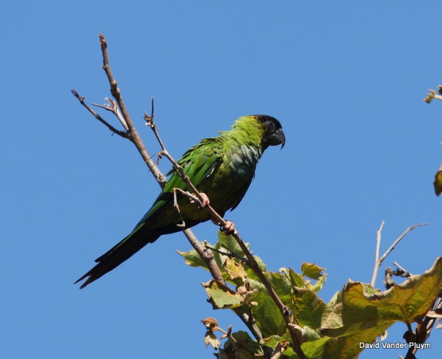 Nanday (Black-hooded) Parakeets have recently been added to the Florida and ABA checklists. This bird was part of an increasing population in southern California near Malibu. This population is also the only known psittacid in southern California to largely use native habitats (here on a native sycamore). Photographed at Sycamore Canyon Ventura Co California 24 Sept 2010. Copyright (c) 2013 David Vander Pluym