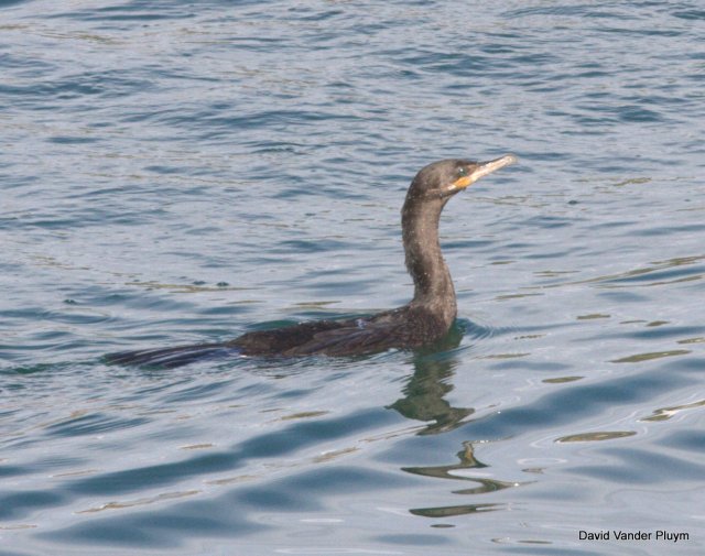 This Neotropic Cormorant was one of the rare species we had today 10 Feb 2013 at Site Six. This individual was on both sides of the river. Copyright (c) 2013 David Vander Pluym