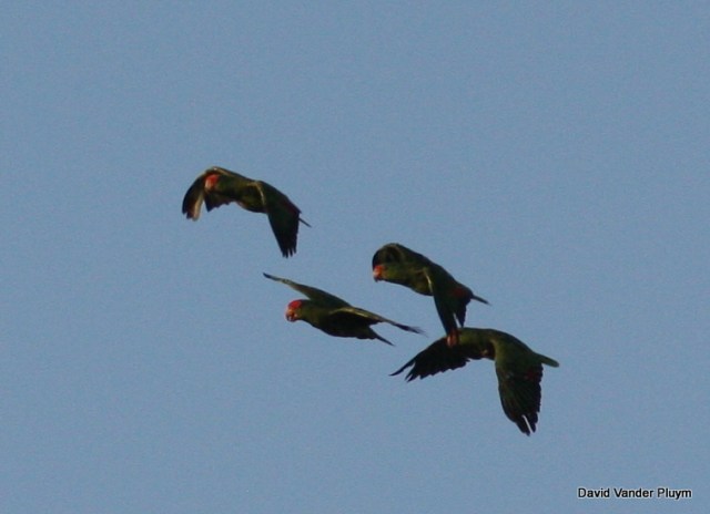 Notice the gaps of missing primaries in this group of Red-crowned Parrots photographed in Pasadena California 13 Aug 2010. These birds look like they are molting p7. Copyright (c) 2013 David Vander Pluym