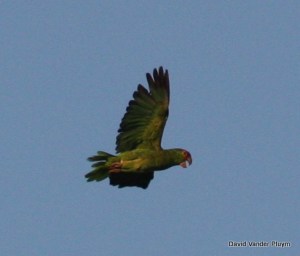 Red-crowned Parrot molting p6 Pasadena California 13 Aug 2010. Most parrots are believed to have only one molt per year as an adult, but might some replace some head feathers as a prealternate molt before breeding? Or do they not need to as they form long term bonds? Might this tell us something about there mating strategy? Copyright (c) 2013 David Vander Pluym