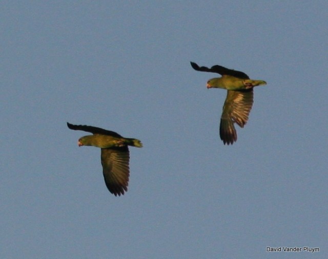 The left bird looks like an adult and its primaries and tail look worn, indicating unlike the bird on the right, it has not started molting. These Red-crowned Parrots were photographed in Pasadena California 13 Aug 2010