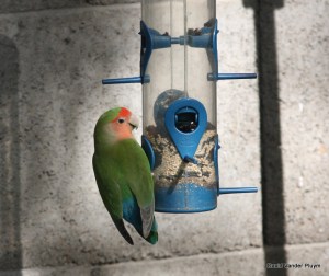 Rosy-faced Lovebirds will come in to back yard feeders such as this individual in the Phoenix area 3 Dec 2010, an easy way to study molt. Copyright (c) 2013 David Vander Pluym