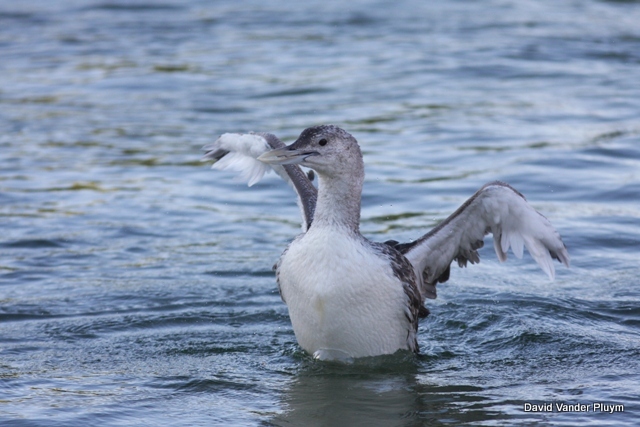 When you hear the term "rare bird" is your first thoughts of vagrants? This long staying Yellow-billed Loon frequented the Parker Strip CA/AZ here 15 Jun 2011. Copyright (c) 2013 David Vander Pluym