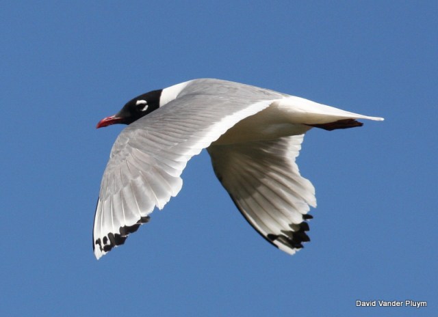 Franklin's Gull is a long distant migrant, breeding colonially across the northern Great Plains and locally south to the northern Great Basin. Look at how worn the flight feathers are on this individual at Malheur NWR Oregon, 22 July 2010. Not surpraisingly ths species molts on the breeding grounds in the fall. Copyright (c) 2013 David Vander Pluym
