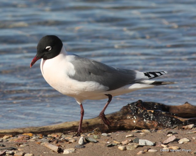 Franklin's Gull in alternate is a pretty attractive gull with the black hood and pink flush to the chest. It is also one of the easier gulls to id in this plumage note the large white eye arcs, red bill, dark mantle, and large white apical spots on the tips of the primaries. This individual was at Rotary Park, Lake Havasu City Az on 26 Apr 2012. Copyright (c) 2013 David Vander Pluym
