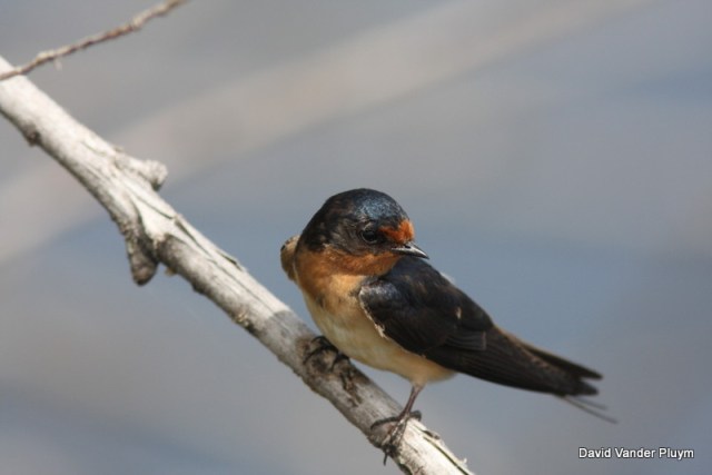 Barn Swallows (here 23 July 2009 at Malheur NWR Oregon) occur in the thousands in the LCRV in fall, but as yet we have not seen them form the spectacular roosting flocks that Tree Swallows form in the spring. Copyright (c) 2013 David Vander Pluym