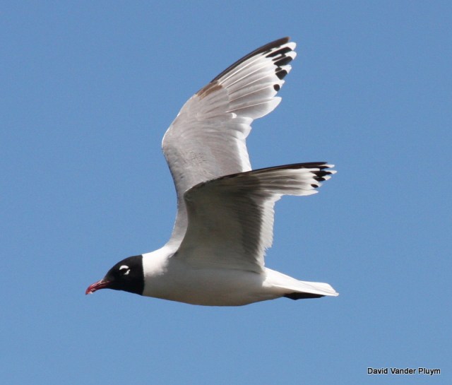 As mentioned before Franklin's Gull molt on the breeding grounds. This molt into basic plumage aspect is complete and startson the breeding grounds. In this photo you can see P4 growing in and that the outer primary coverts are worn conrasting with the inner primary coverts. This individual was at Malheur NWR Oregon 22 Jul 2010. Copyright (c) 2013 David Vander Pluym