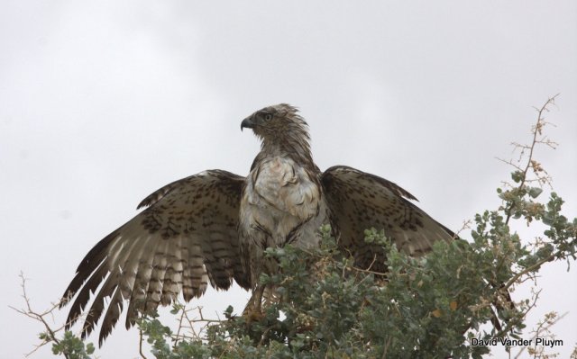 This Red-tailed Hawk at the Overton Wildlife Management Area 8 Mar 2013 was wet and annoyed that we had accidentally flushed it from it's American Coot prey.  Copyright (c) 2013 David Vander Pluym