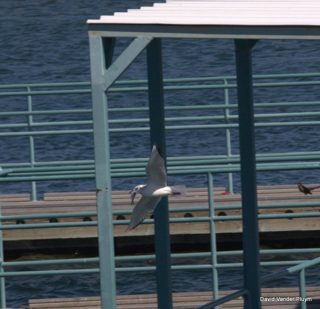 Notice the shad in this Bonaparte's Gull bill. At Site Six, MOH, Arizona, 10 Mar 2013 Copyright (c) 2013 David Vander Pluym