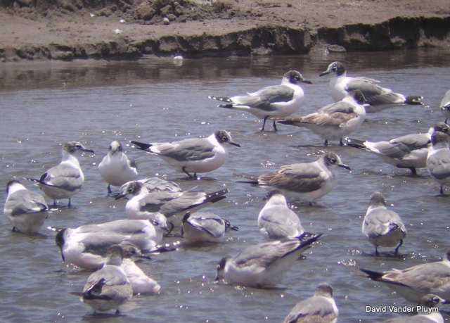 This group of Franklin's Gull were at the mouth of the Rio Lluta north of Arica, Chile 7 Jan 2004, roughly the middle of there wintering range along the coast of western South America. Note the different age classes with several first cycle birds showing brown coverts while the adults show slightly smaller white apical spots on the primaries in comparision to birds in alternate. Given the date most of these birds are likely undergoing the prealternate molt which is typically complete, one of only two species in the United States and Canada to have two complete molts a year (see text). Copyright (c) 2013 David Vander Pluym