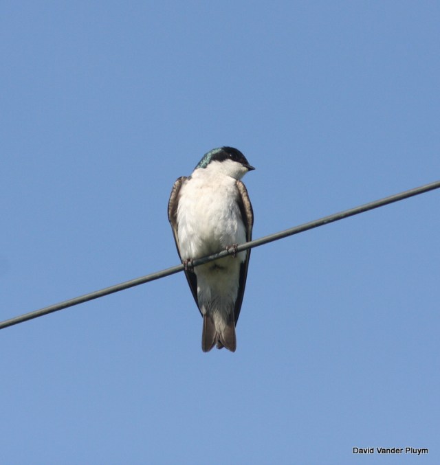 A lone Tree Swallow in Tillamook Oregon 17 May 2009, beautiful even when not in a huge flock. Copyright (c) 2013 David Vander Pluym