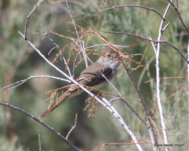 Nutting's Flycatcher carrying food. Note again the worn tail. BWR NWR 20 April 2013 Copyright (c) 2013 David Vander Pluym