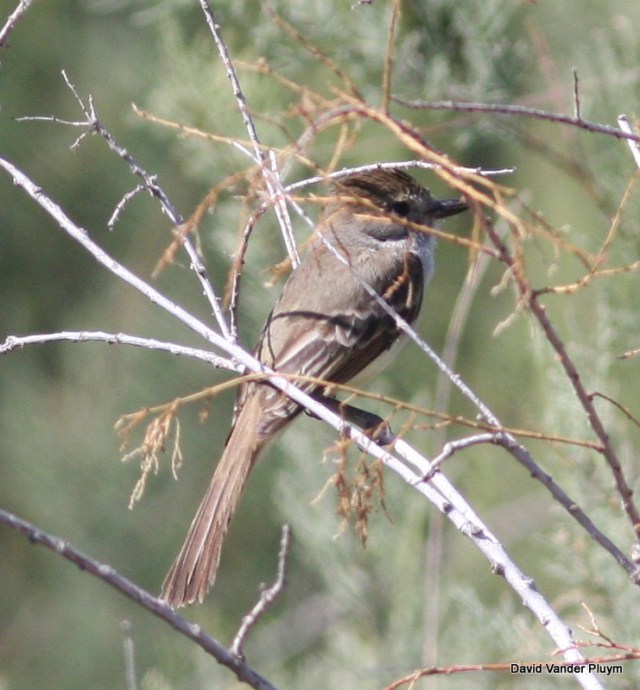 Nutting's Flycatcher having just swallowed the prey item it was carrying. Many species of birds will swallow food meant for nestlings when seen by potential predators (i.e. humans) as a way of trying to hide nearby young. BWR NWR 20 April 2013 Copyright (c) 2013 David Vander Pluym