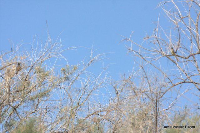 Yes it is a bad photo but it does show the two adult Nutting's Flycatchers! They just did not want to sit right next to each other. BWR NWR 20 April 2013 Copyright (c) 2013 David Vander Pluym