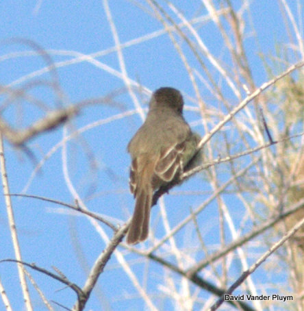 Note the nicer looking tail on this 2nd adult Nutting's Flycatcher BWR NWR 20 April 2013 Copyright (c) 2013 David Vander Pluym