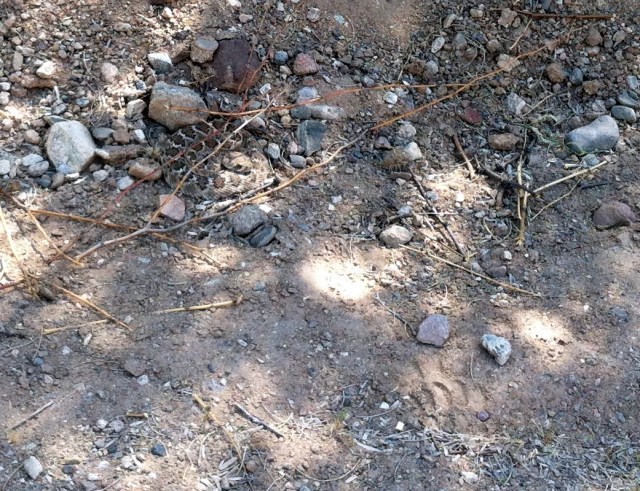 Western Diamondback Rattlesnake
