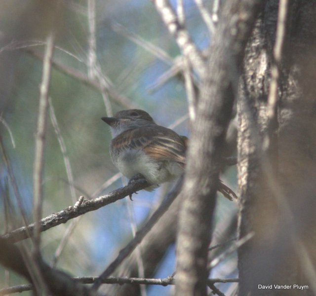 This baby Nutting's Flycatcher 21 Apr 2013 in the BWR NWR, Moh Arizona was born in an area where Ash-throated Flycatchers are common, a good indication that Ash-throated and Nutting's Flycatcher tend not to hybridize. Copyright (c) 2013 David Vander Pluym