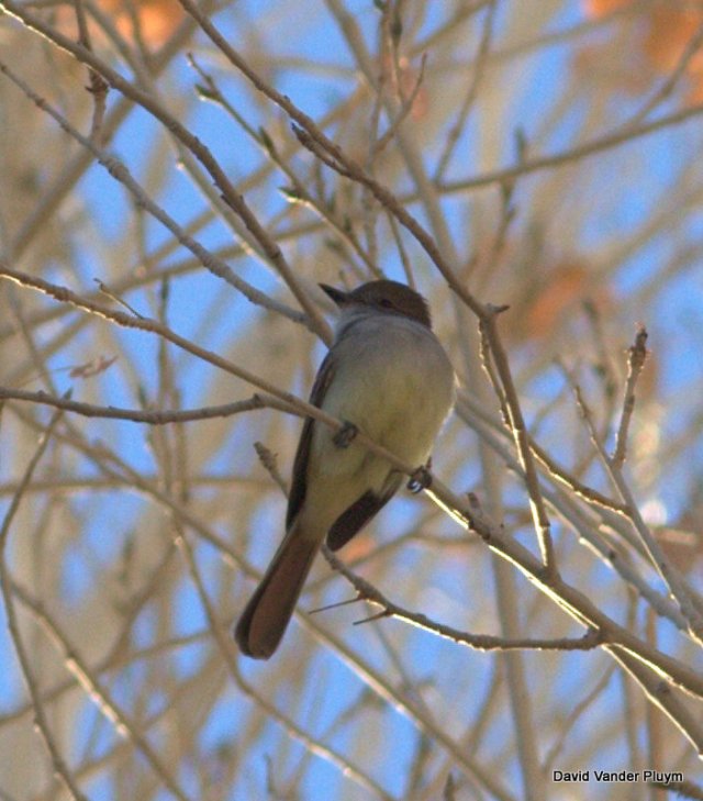 This Nutting's Flycatcher has been observered by many, but perhaps you have also seen "Nutting's" Flycatchers in Costa Rica? If so you may have actually seen a different species. Here 19 Jan 2013 BWR NWR LP Copyright (c) 2013 David Vander Pluym