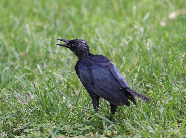 Great-tailed Grackle