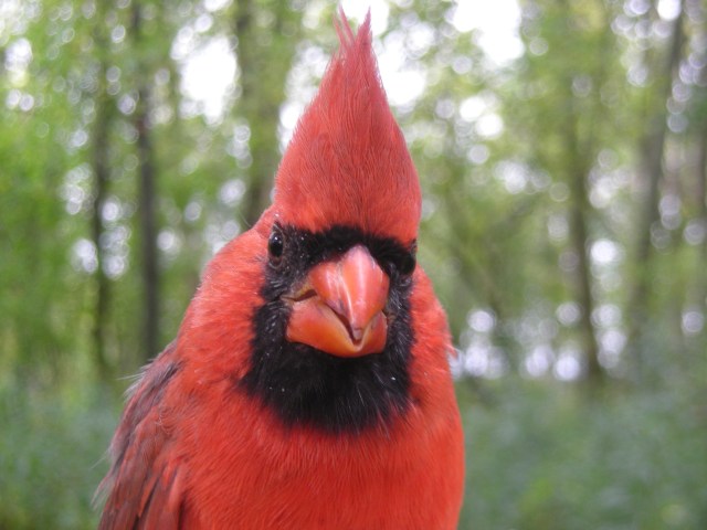 Northern Cardinal
