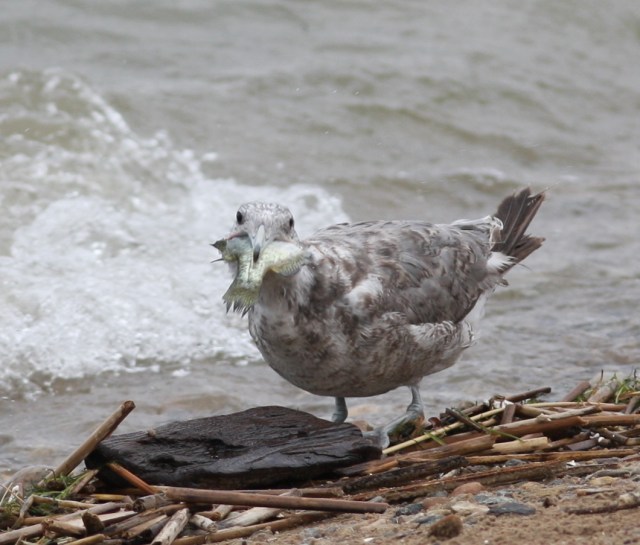 California Gull