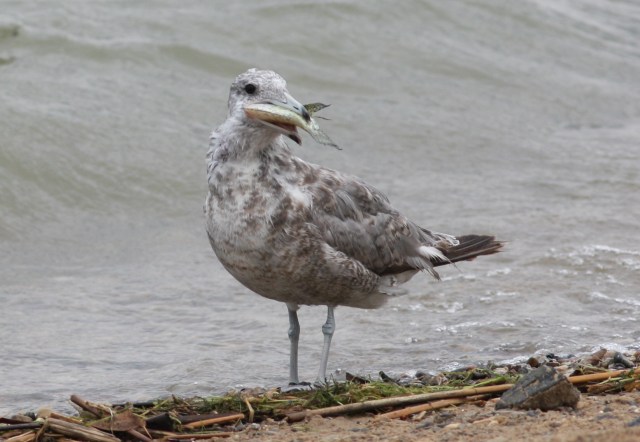 California Gull