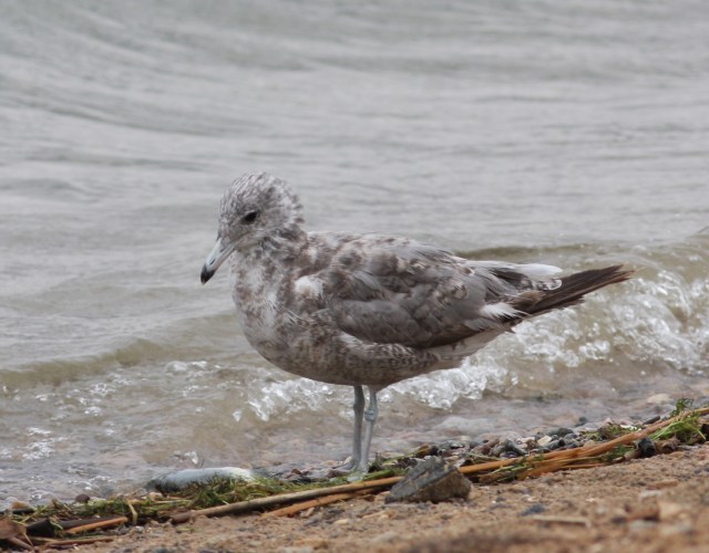 California Gull
