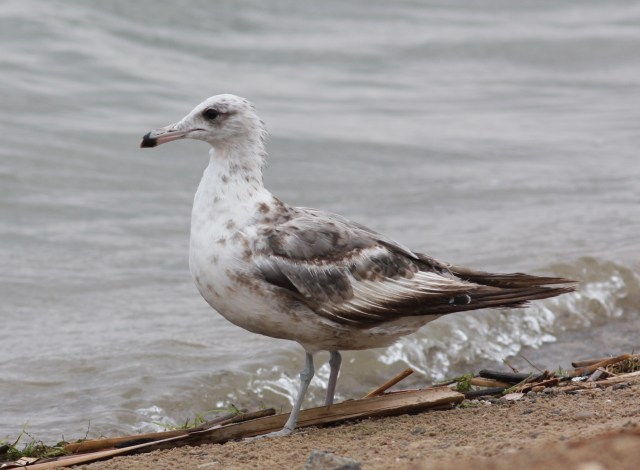 California Gull