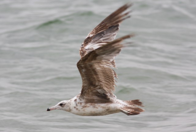 California Gull