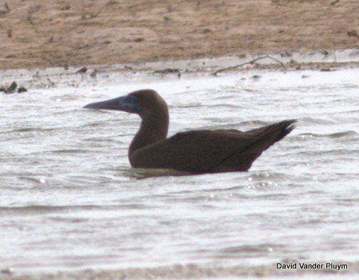 I discovered this Brown Booby in the area just south of Imperial Dam on 5 Aug 2013. Note the dark brown evenly colored upperparts. Copyright (c) 2013 David Vander Pluym